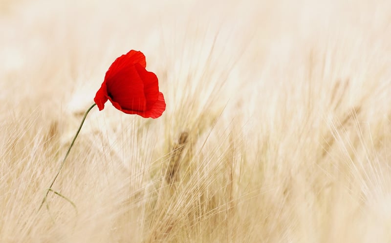 Flower Wall Backdrop